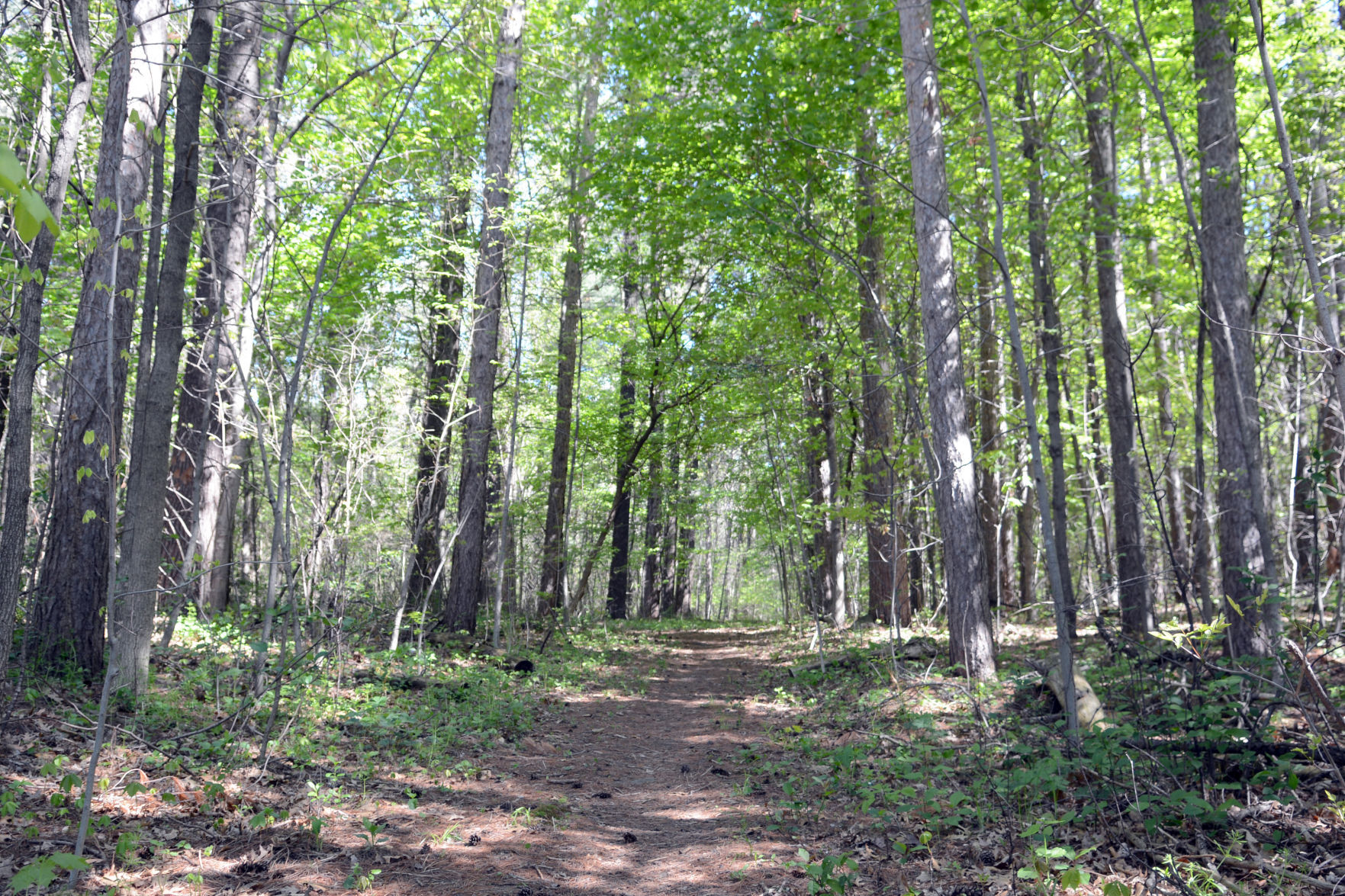 051321-bara-news-village-forest-04